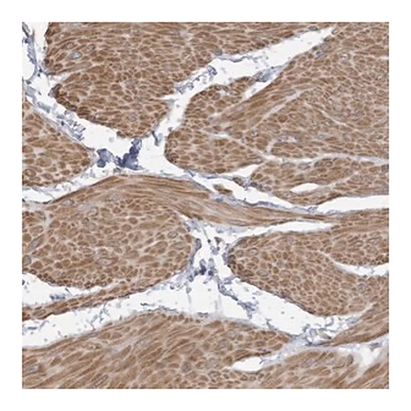 Merck Anti-SLFN14 antibody produced in rabbit