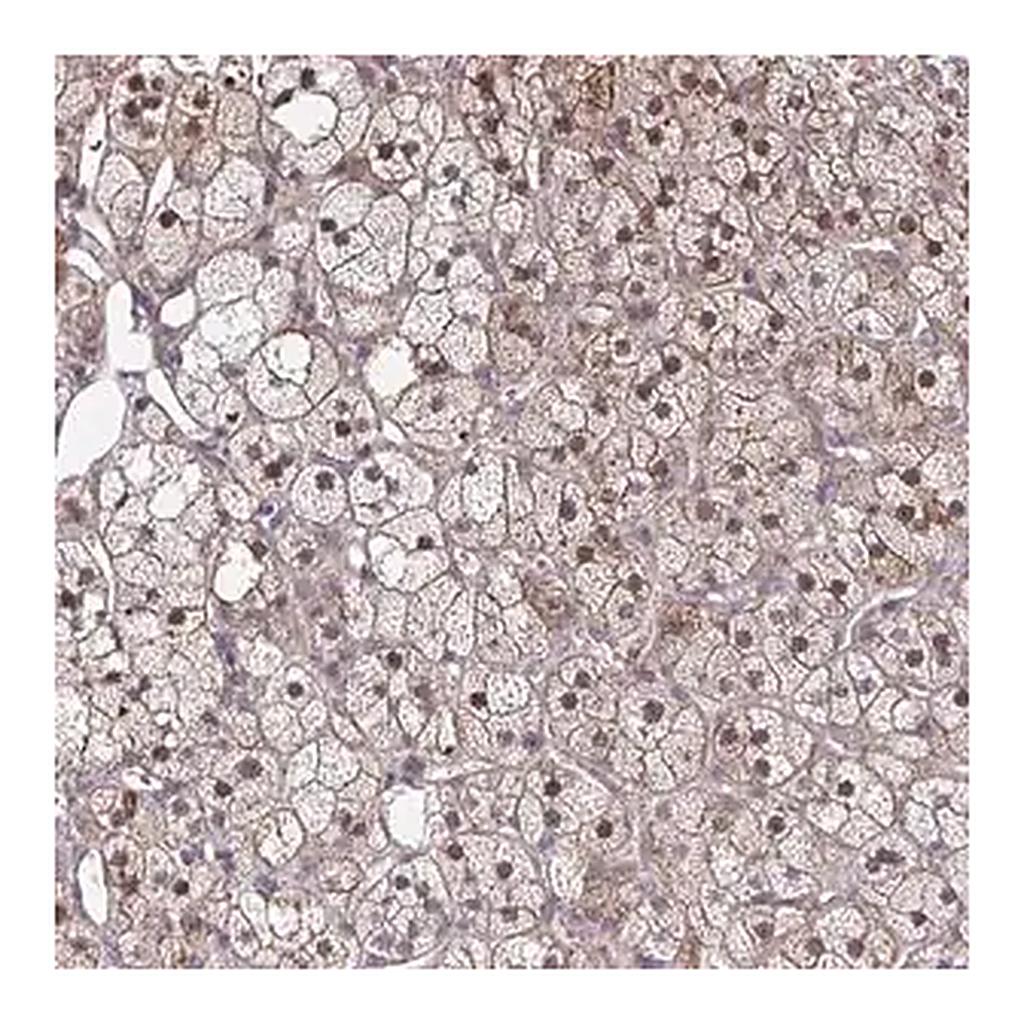 Merck Anti-MAF1 antibody produced in rabbit