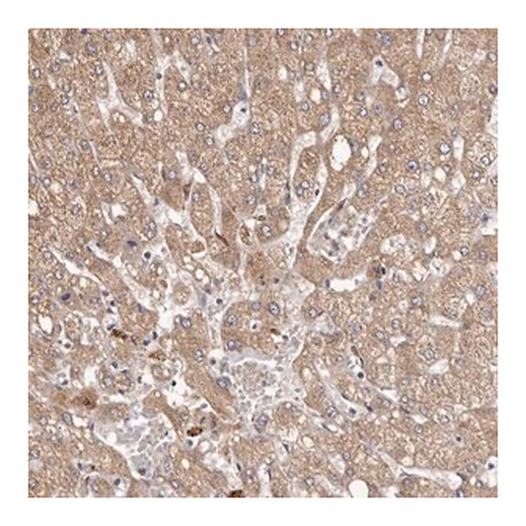 Merck Anti-ETNK1 antibody produced in rabbit