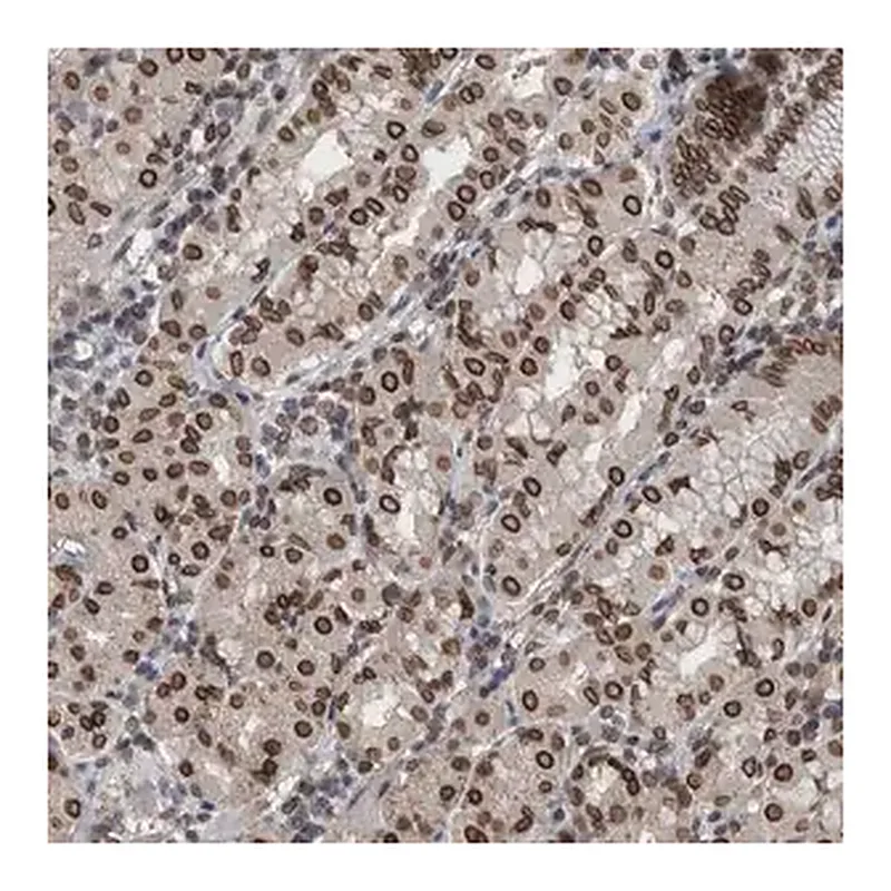 Merck Anti-RANBP2 antibody produced in rabbit