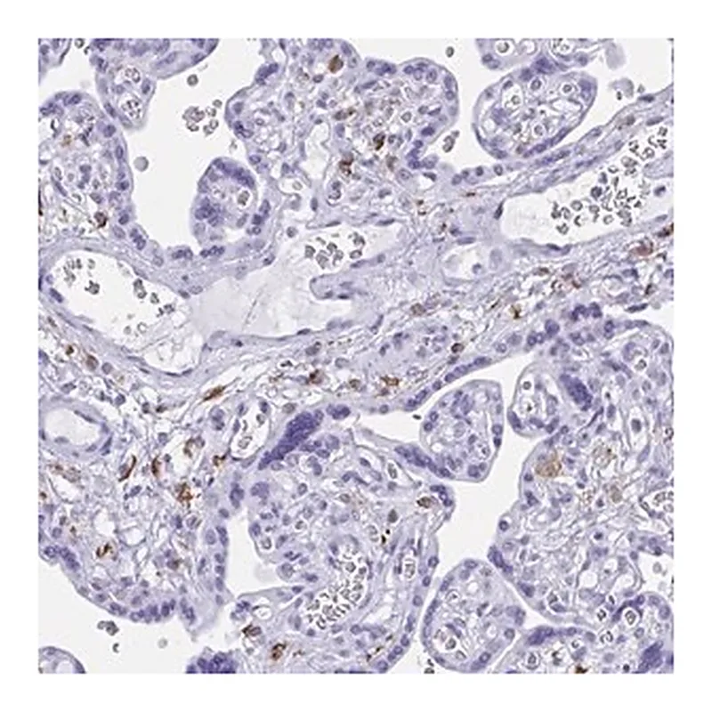 Merck Anti-ZNF850 antibody produced in rabbit