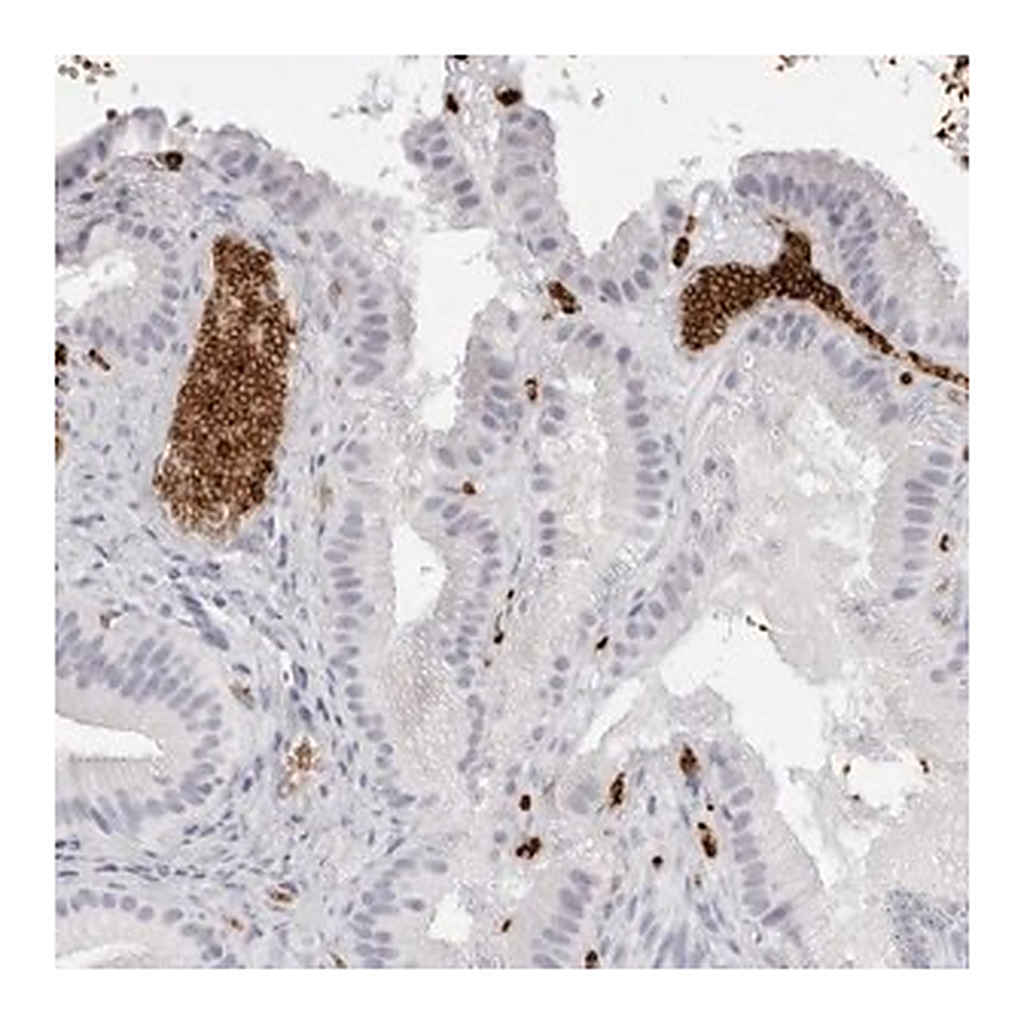Merck Anti-SPTA1 antibody produced in rabbit