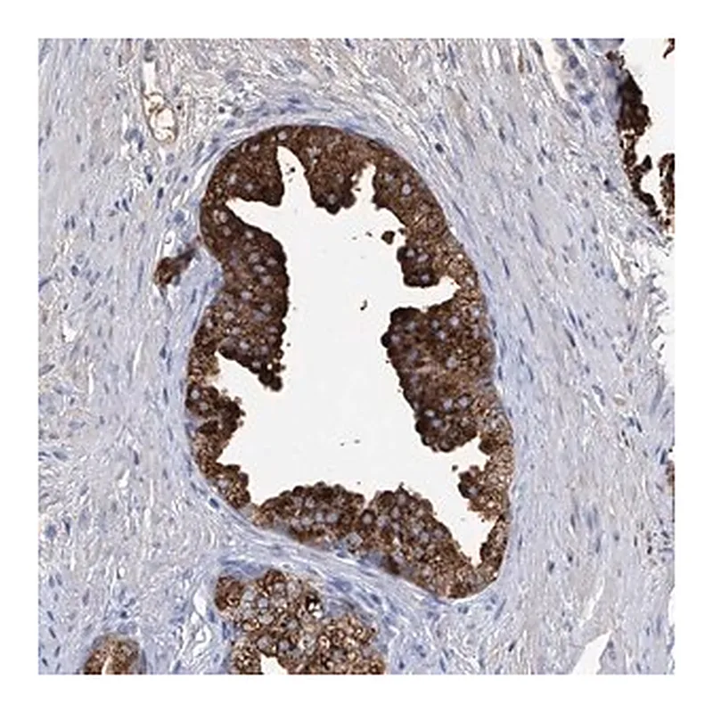 Merck Anti-GPR52 antibody produced in rabbit