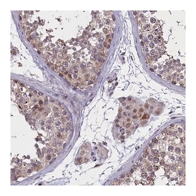 Merck Anti-PARS2 antibody produced in rabbit