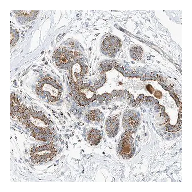 Merck Anti-CAPN13 antibody produced in rabbit