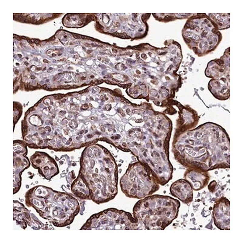 Merck Anti-RAPGEF4 antibody produced in rabbit