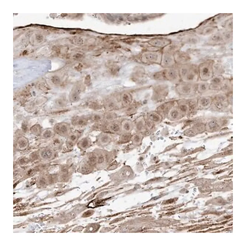 Merck Anti-ZGRF1 antibody produced in rabbit