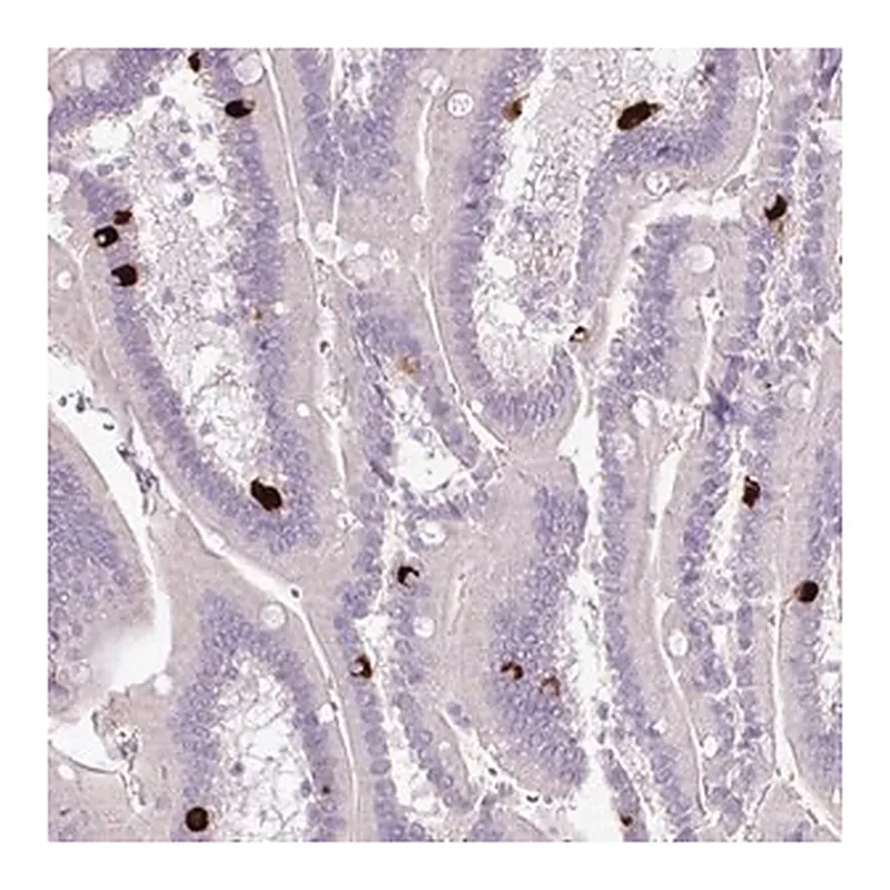 Merck Anti-HTR3E antibody produced in rabbit