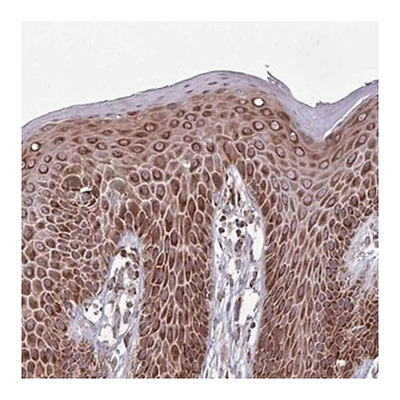 Merck Anti-ZNF219 antibody produced in rabbit