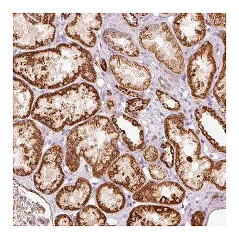 Merck Anti-MTHFD2 antibody produced in rabbit