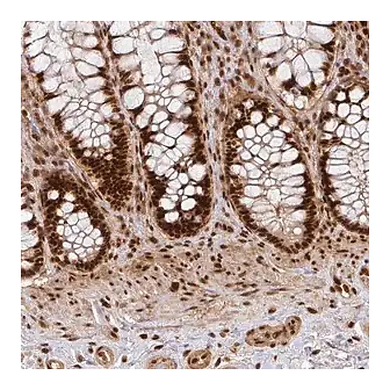 Merck Anti-DIDO1 antibody produced in rabbit