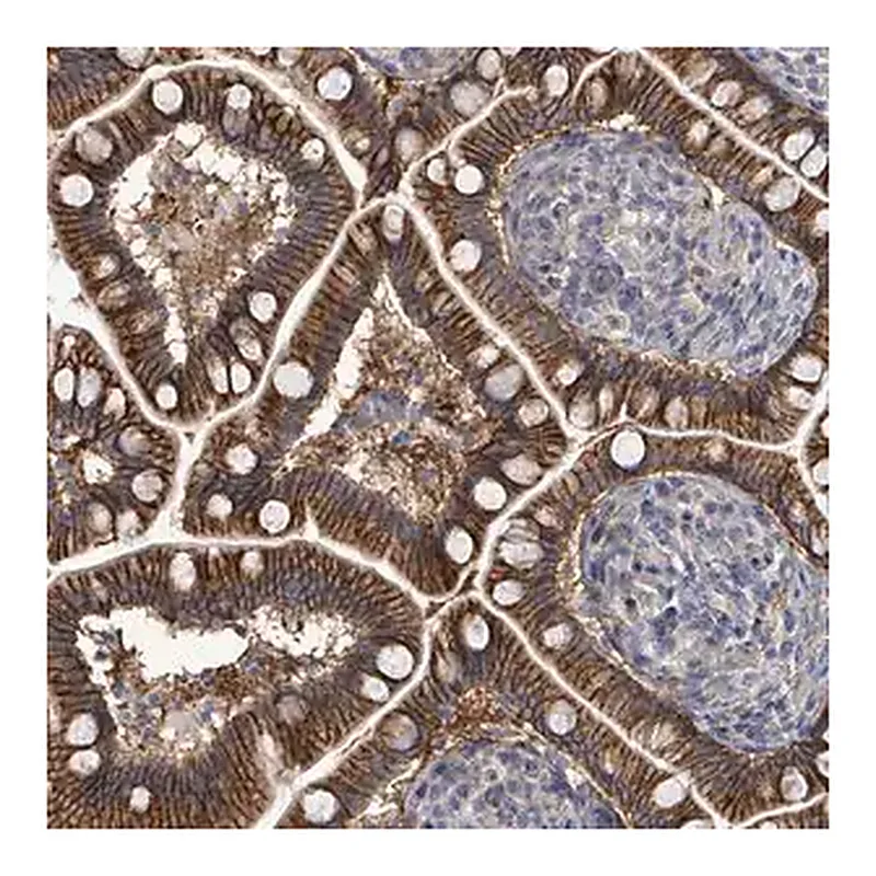 Merck Anti-KRAS antibody produced in rabbit