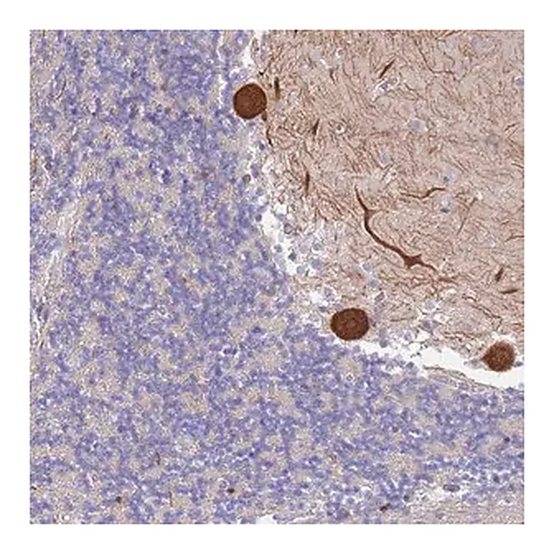 Merck Anti-CYLD antibody produced in rabbit