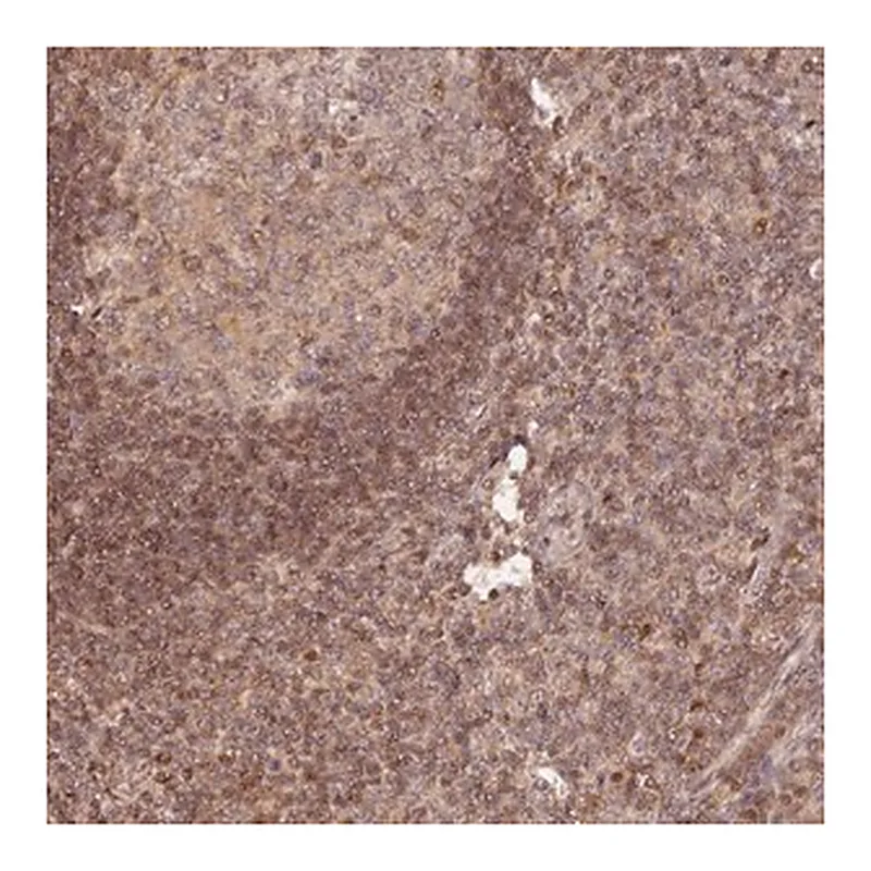 Merck Anti-MYBL2 antibody produced in rabbit