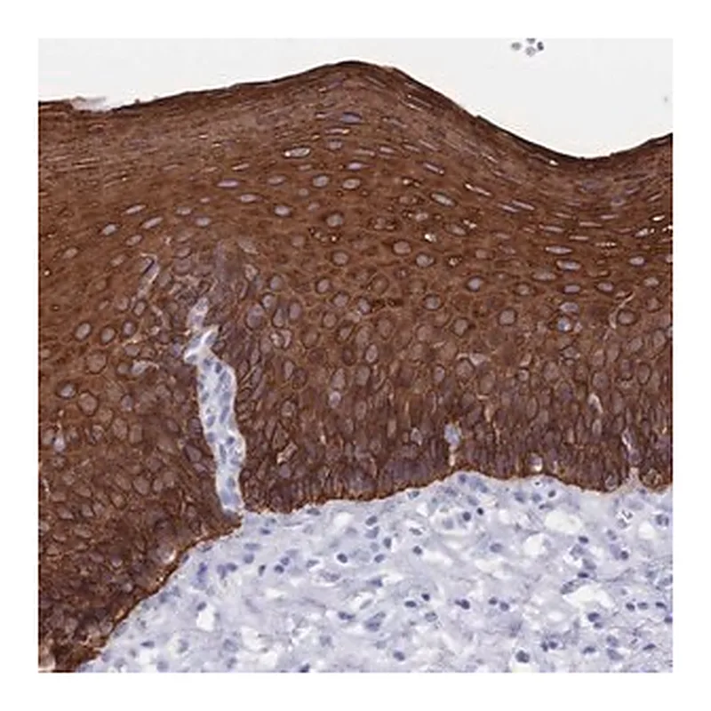 Merck Anti-MTMR2 antibody produced in rabbit