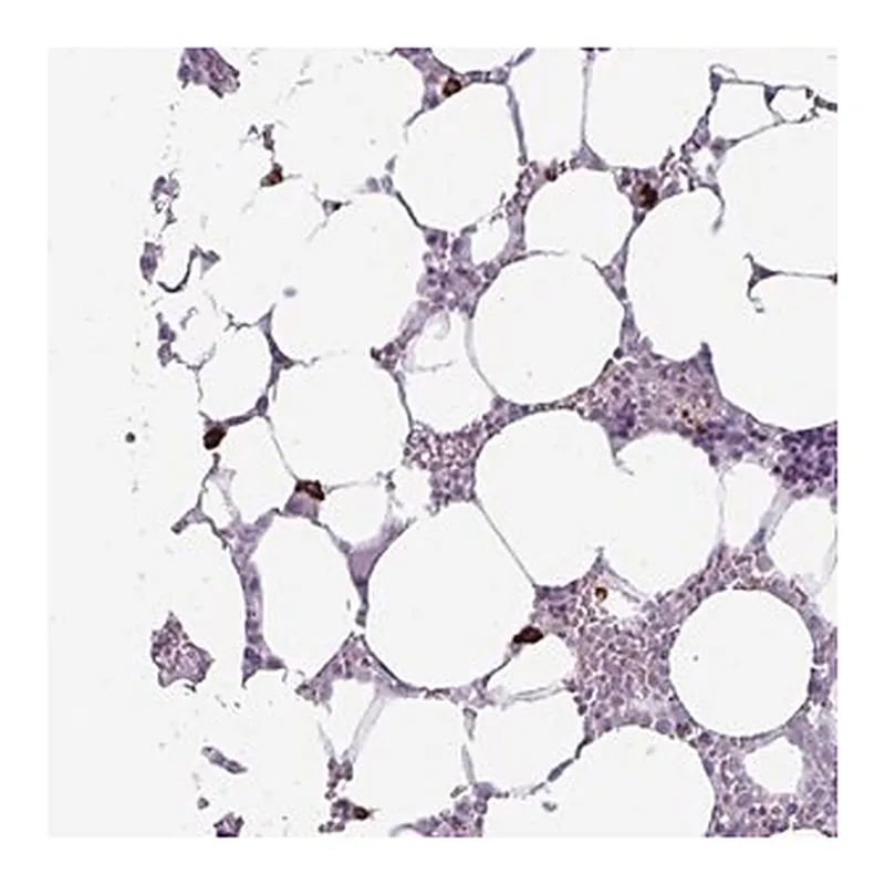 Merck Anti-TRIM39 antibody produced in rabbit