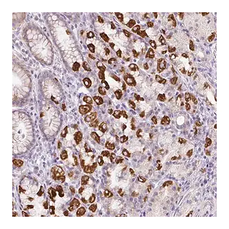 Merck Anti-HPS4 antibody produced in rabbit