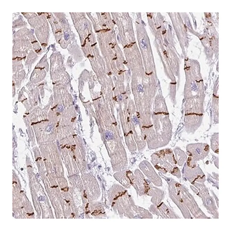 Merck Anti-C2orf68 antibody produced in rabbit