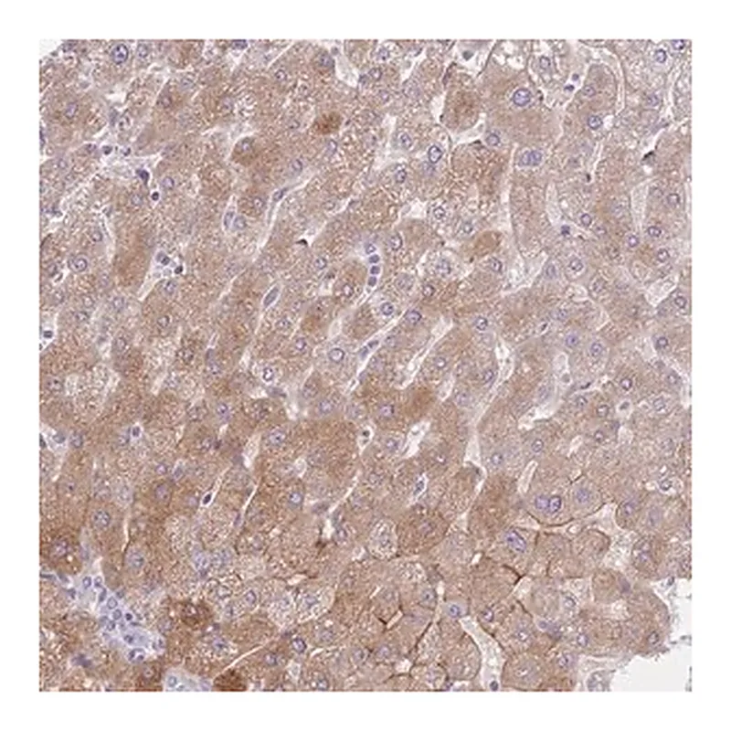 Merck Anti-HRG antibody produced in rabbit
