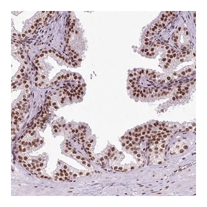 Merck Anti-FAM182B antibody produced in rabbit