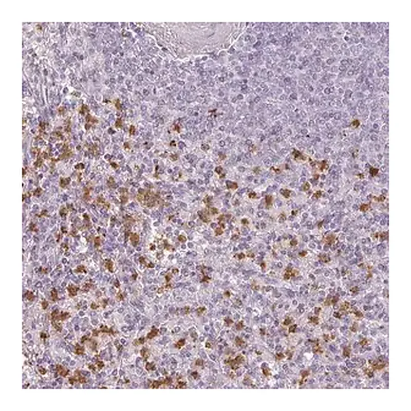 Merck Anti-BIK antibody produced in rabbit