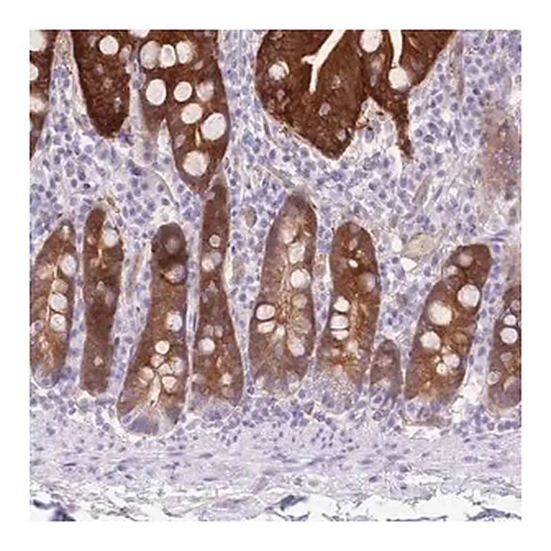 Merck Anti-SULT1A2 antibody produced in rabbit