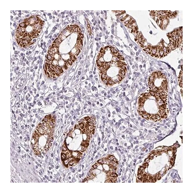 Merck Anti-ANKRD18A antibody produced in rabbit