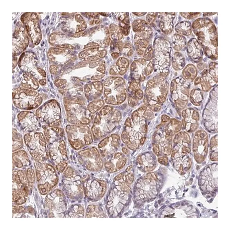 Merck Anti-SMIM11A antibody produced in rabbit