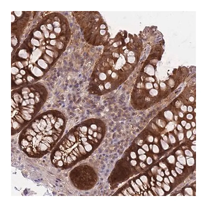 Merck Anti-PREP antibody produced in rabbit