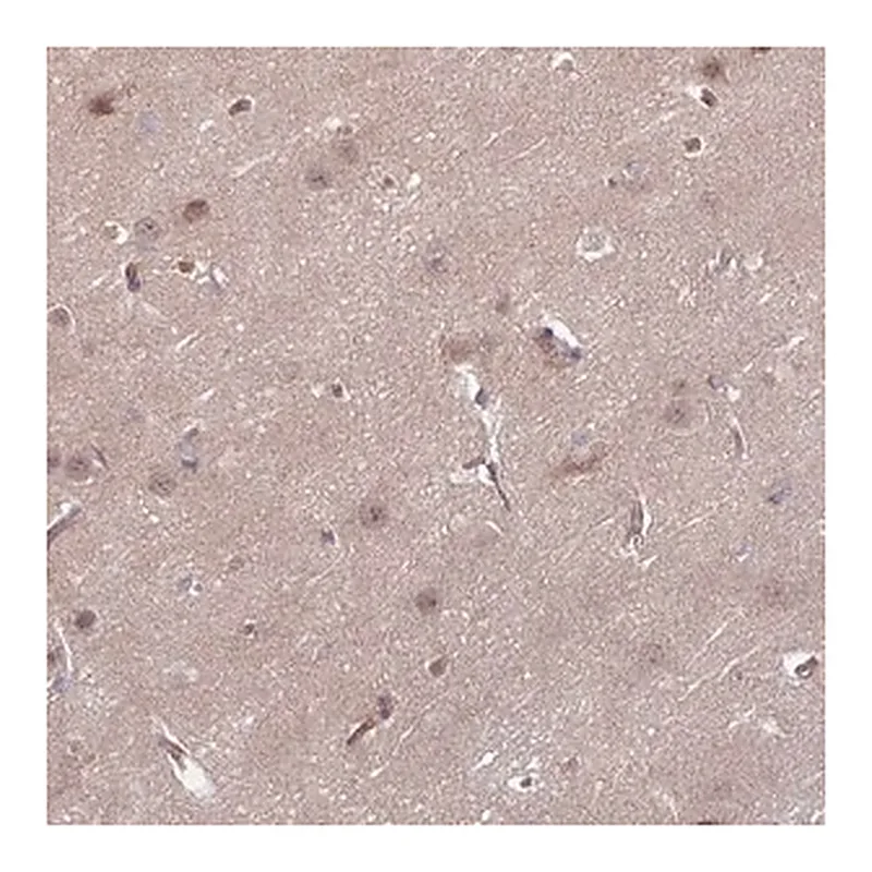 Merck Anti-DAAM2 antibody produced in rabbit