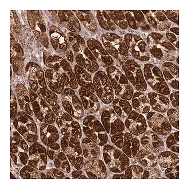 Merck Anti-PREP antibody produced in rabbit