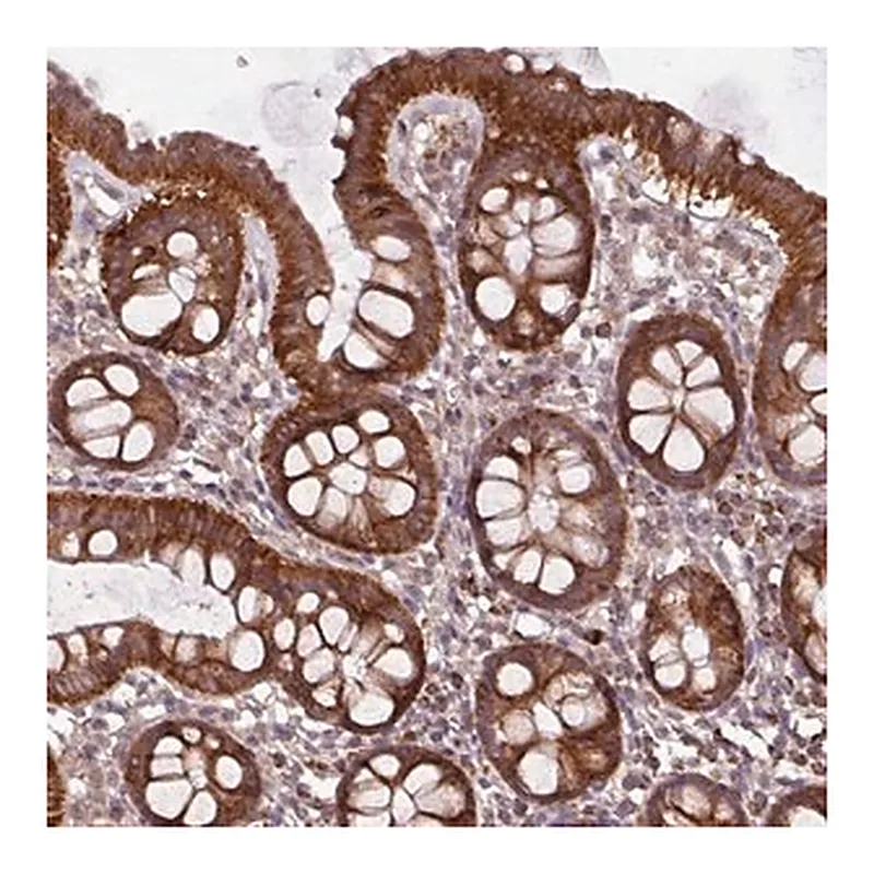 Merck Anti-MCTP2 antibody produced in rabbit