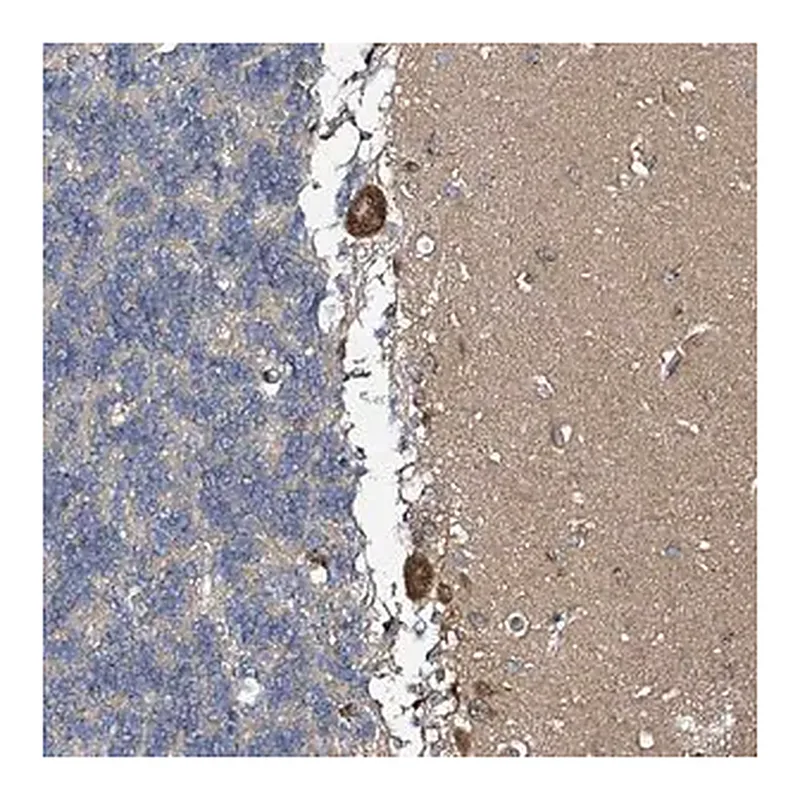Merck Anti-B3GAT3 antibody produced in rabbit