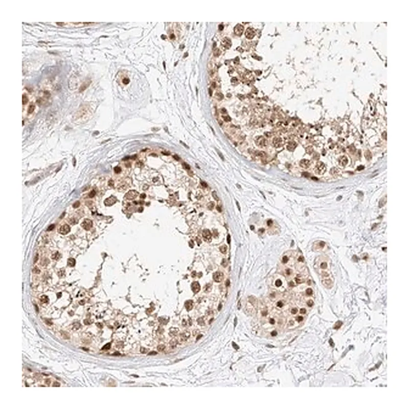 Merck Anti-CXorf58 antibody produced in rabbit