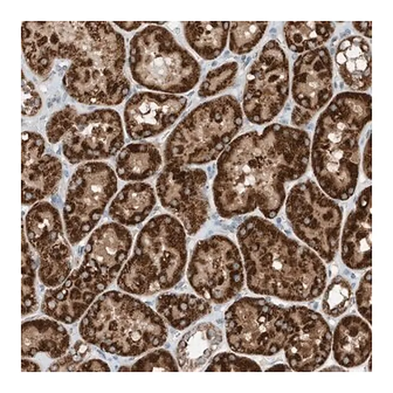 Merck Anti-RMND1 antibody produced in rabbit