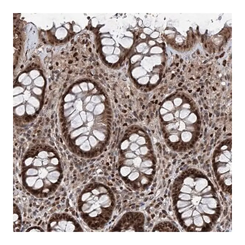 Merck Anti-FKBP5 antibody produced in rabbit