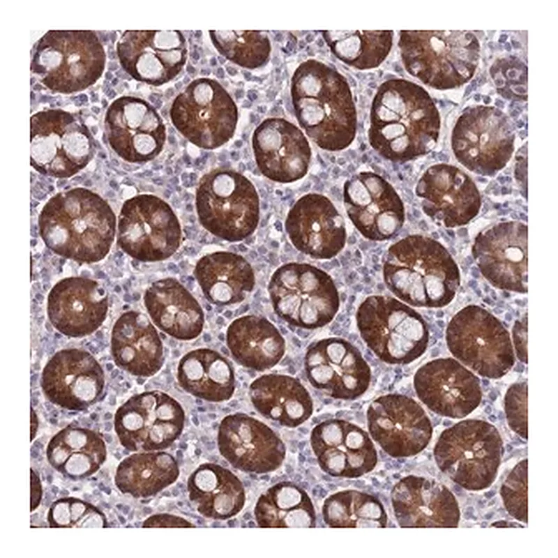 Merck Anti-CLNS1A antibody produced in rabbit