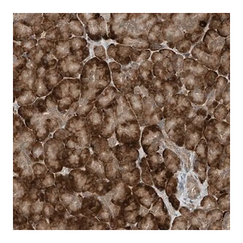 Merck Anti-RMND1 antibody produced in rabbit