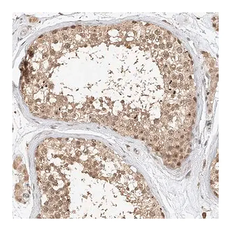 Merck Anti-CXorf58 antibody produced in rabbit