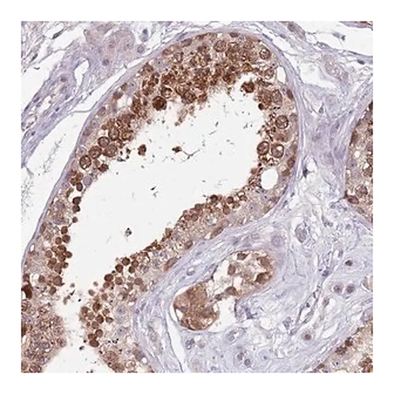 Merck Anti-CLNS1A antibody produced in rabbit