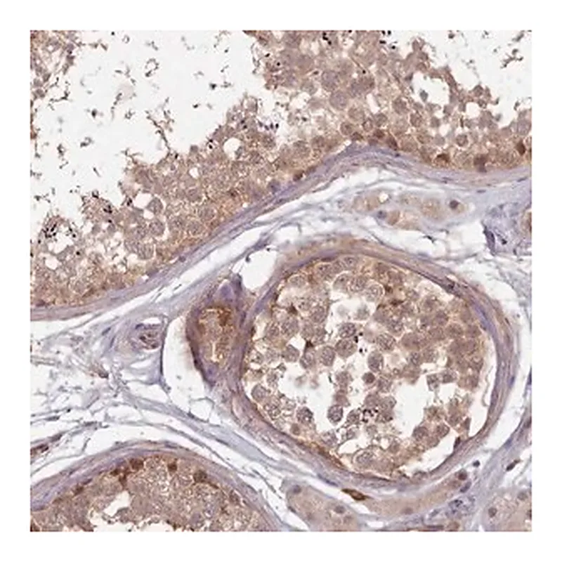 Merck Anti-CLNS1A antibody produced in rabbit