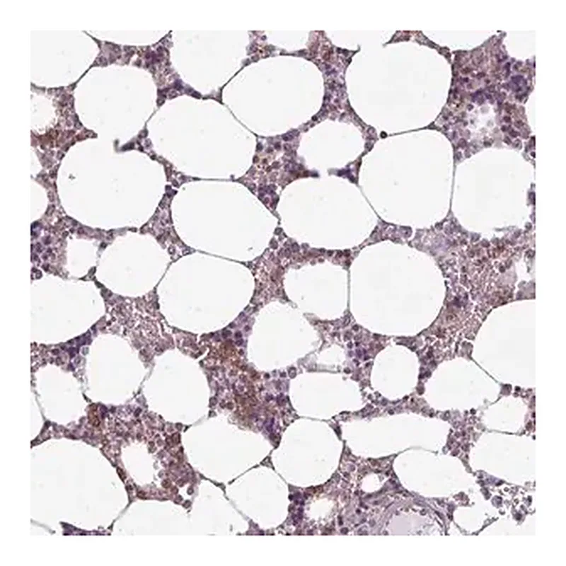 Merck Anti-CXCR1 antibody produced in rabbit