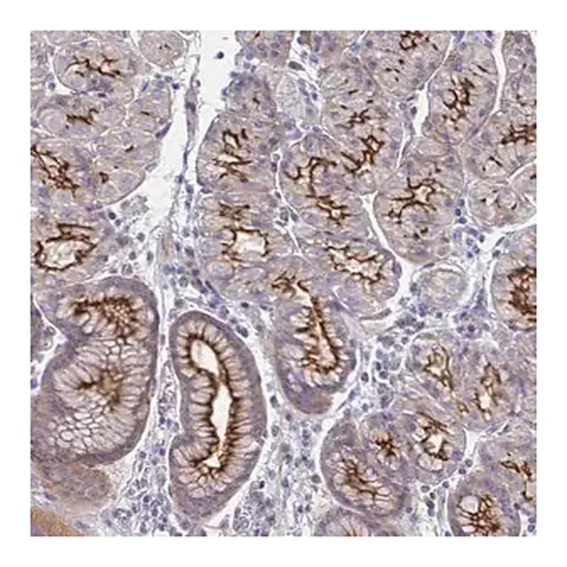 Merck Anti-SSTR1 antibody produced in rabbit