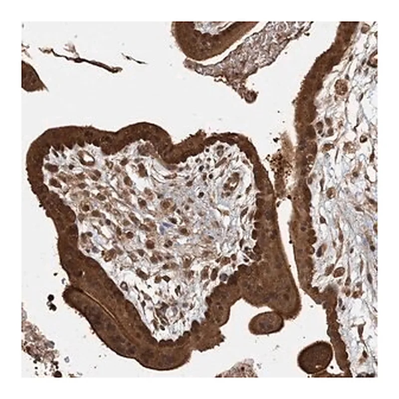 Merck Anti-AK9 antibody produced in rabbit