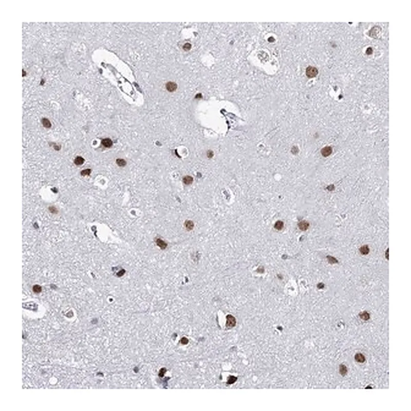 Merck Anti-ZC3H8 antibody produced in rabbit