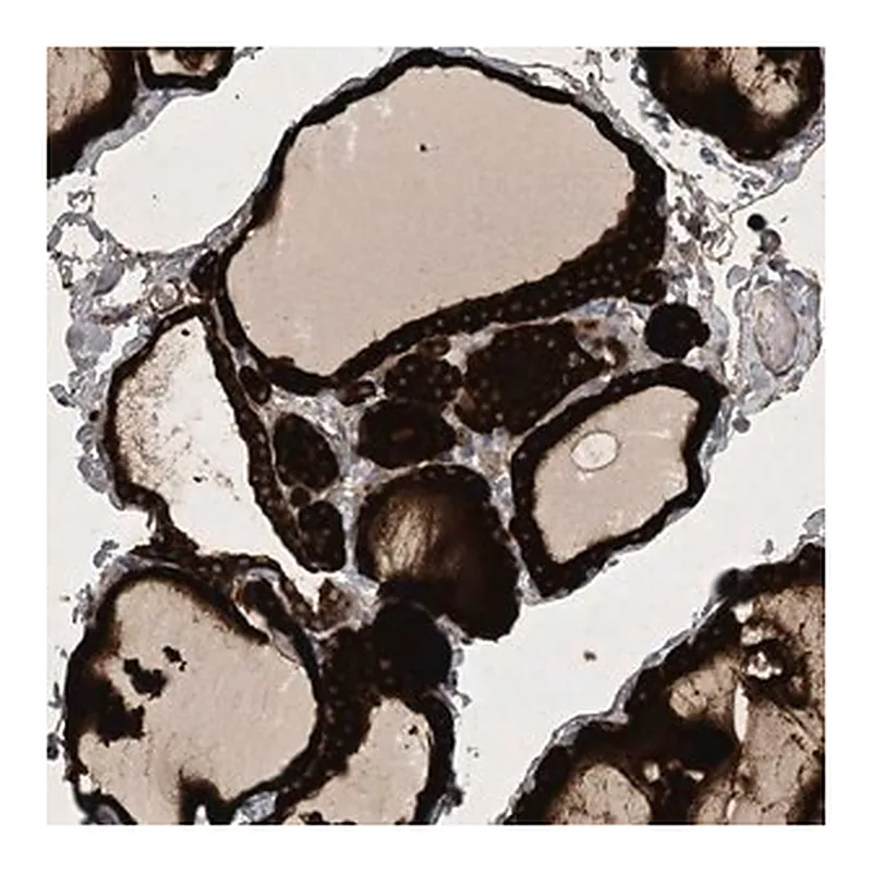 Merck Anti-HIKESHI antibody produced in rabbit