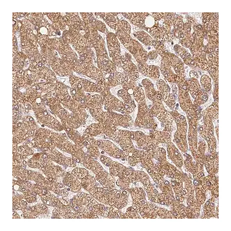 Merck Anti-LSS antibody produced in rabbit
