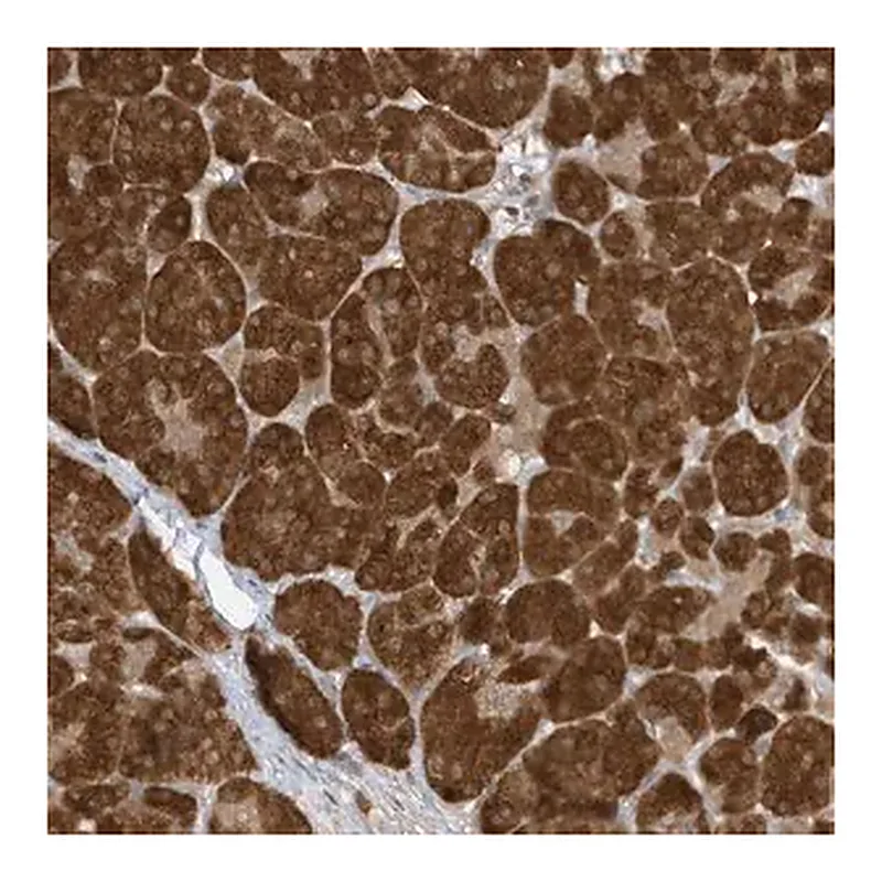 Merck Anti-TAB3 antibody produced in rabbit