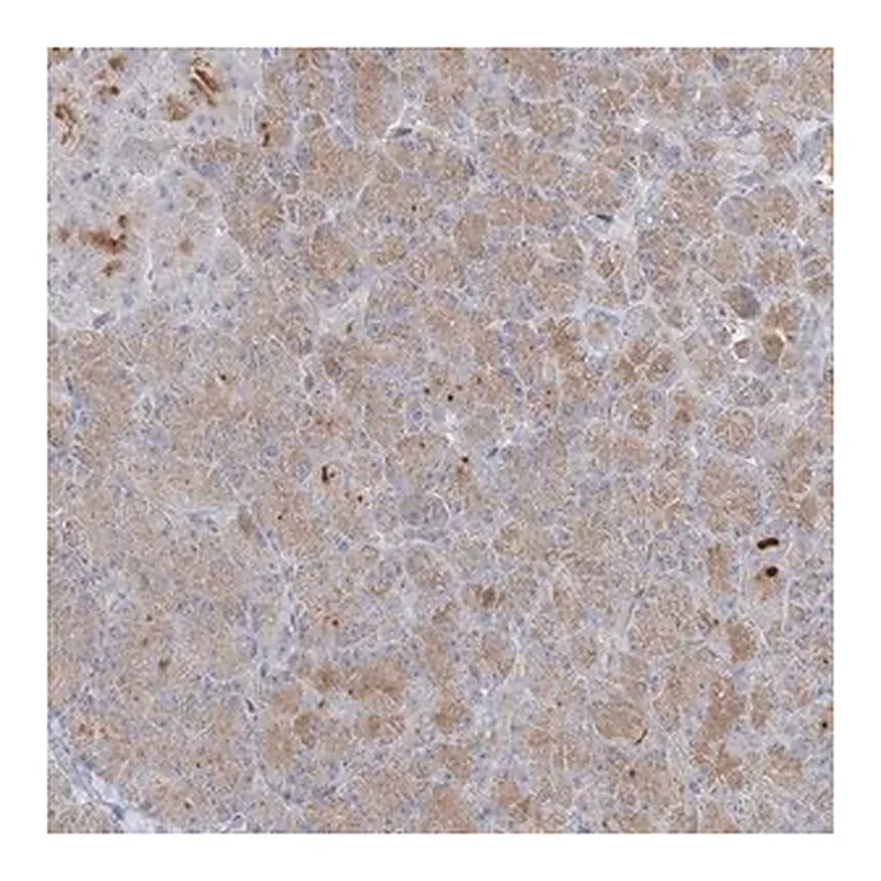 Merck Anti-C21orf58 antibody produced in rabbit