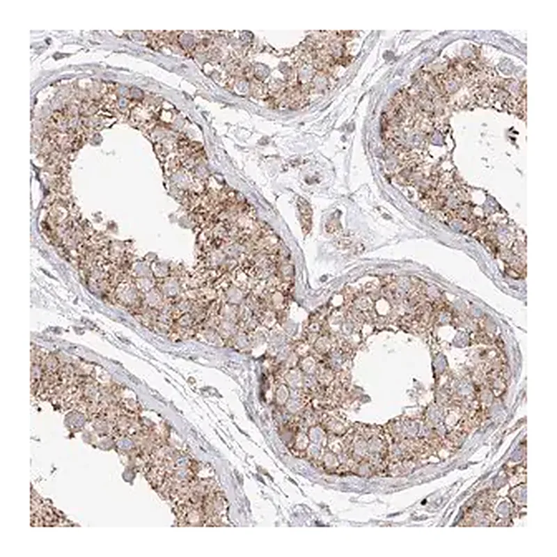 Merck Anti-XKR3 antibody produced in rabbit